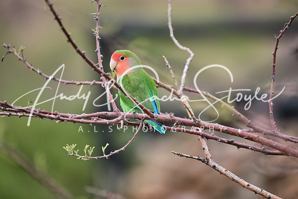 14LoveBird01
