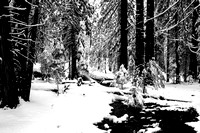 Yosemite02