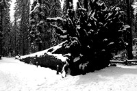 Yosemite03