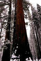 Yosemite07