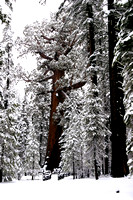Yosemite09