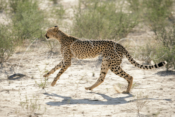 02Cheetah01