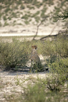 02Cheetah02