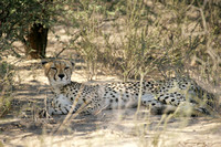 02Cheetah03