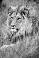 03Lion02
