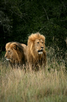 03Lion03