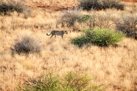02Cheetah04
