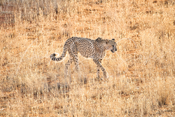 02Cheetah07