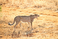 02Cheetah08