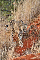 02Cheetah10