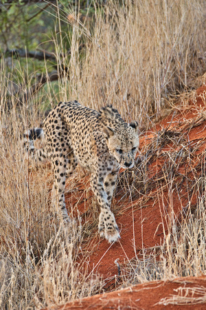 02Cheetah10
