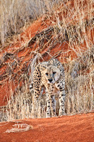 02Cheetah11