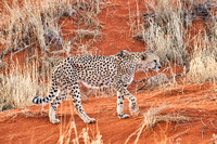 02Cheetah14