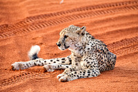 02Cheetah18