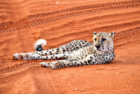 02Cheetah20