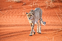 02Cheetah21
