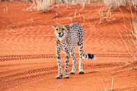 02Cheetah22