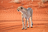 02Cheetah24