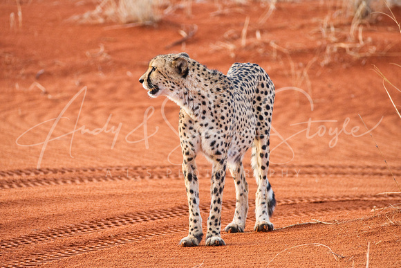 02Cheetah24