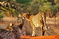 02Cheetah28
