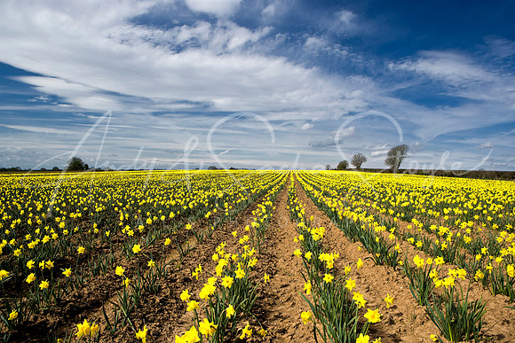 01Vale-SpringDaffs01