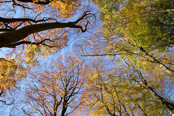 08CardiffCastellCoch01