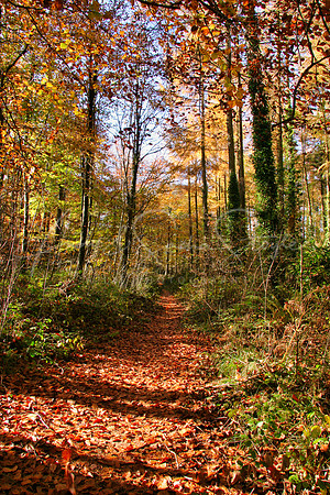 08CardiffCastellCoch02
