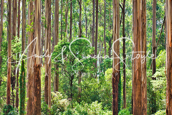 07Dandenongs03