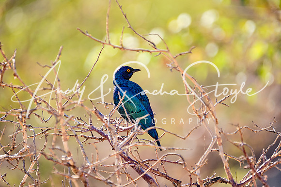 10GlossyStarling01