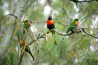 02-Rockhampton01
