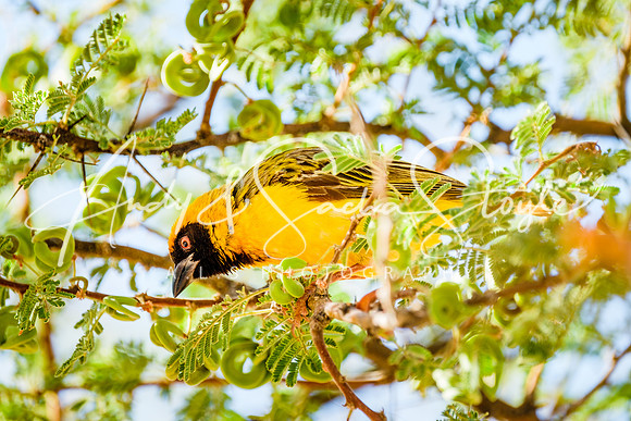 18SouthernMaskedWeaver02