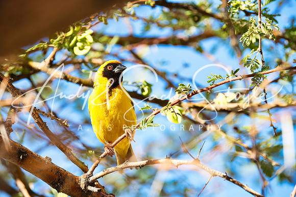 18SouthernMaskedWeaver01