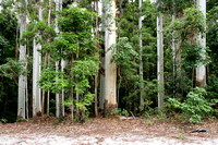 03-FraserIsland02