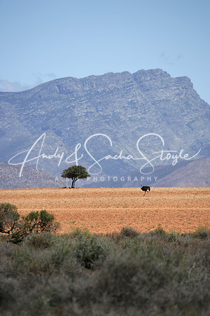 10LittleKaroo03