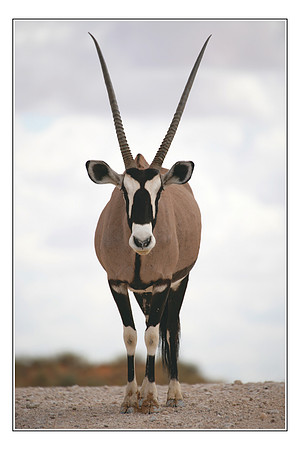 165 African Wildlife