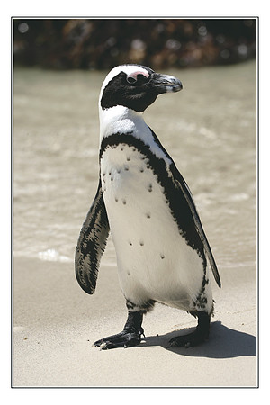 281 African Penguins Cape Peninsula025