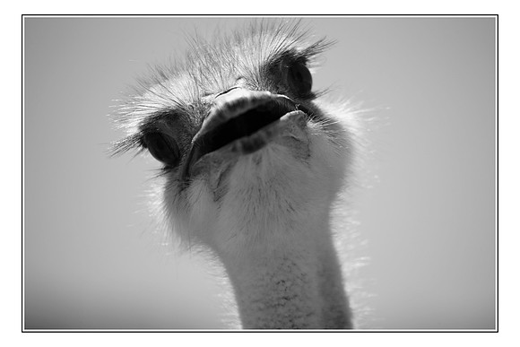 201 Africa Wildlife