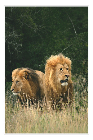 197 Africa Wildlife