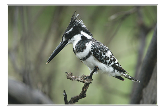 204 Africa Wildlife
