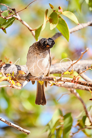 12RedEyedBulbul02