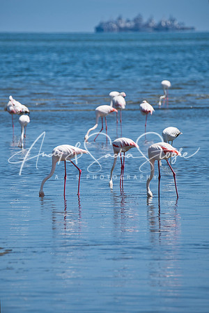 17Flamingo04