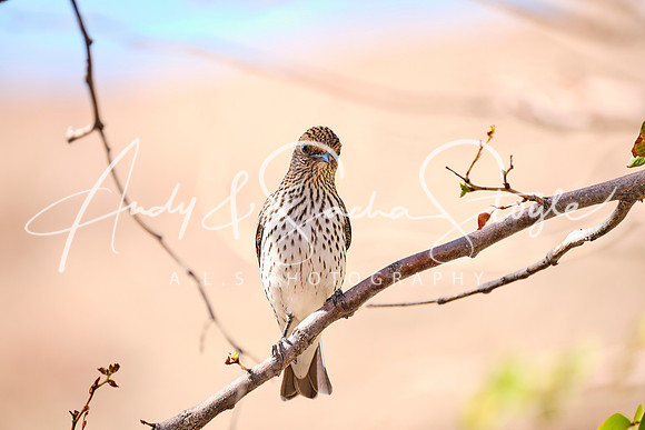 11THrush01