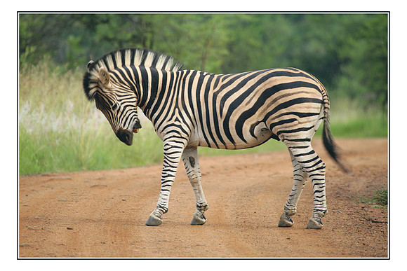 091 Burchell's Zebra