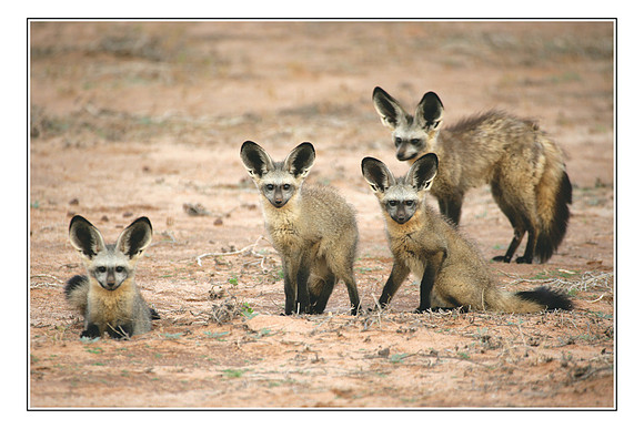 162 African Wildlife