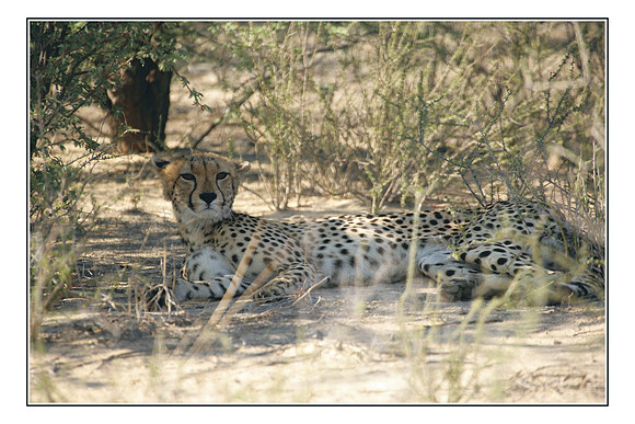 090 Kalahari Desert
