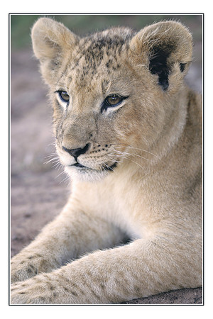 087 lion Cub
