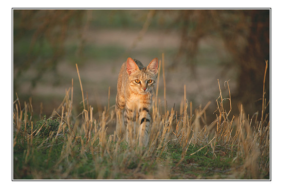 160 African Wildlife