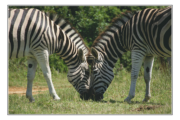163 African Wildlife