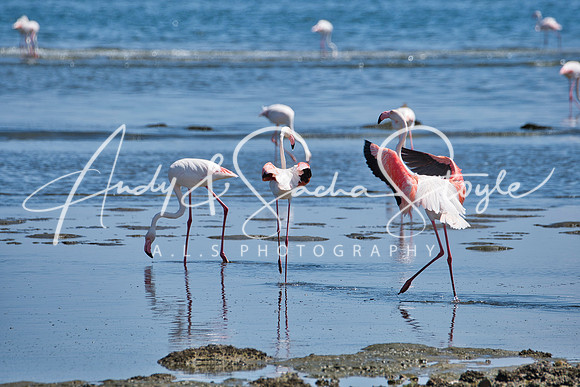 17Flamingo07