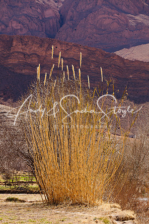 Dades Gorge 028